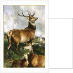 Deer of Chillingham Park, Northumberland, c.1867 by Edwin Landseer