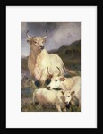 Wild Cattle of Chillingham, Northumberland, c.1867 by Edwin Landseer
