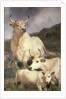 Wild Cattle of Chillingham, Northumberland, c.1867 by Edwin Landseer