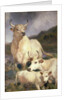 Wild Cattle of Chillingham, Northumberland, c.1867 by Edwin Landseer