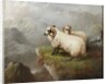 Sheep on a Cliff Edge, c.1865-68 by George Hepper