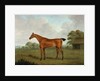Chestnut Horse in a Landscape, 1815 by John Nost Sartorius