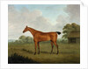 Chestnut Horse in a Landscape, 1815 by John Nost Sartorius