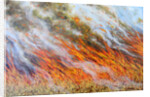 Bushfire Inferno, 2014 by Tilly Willis