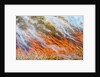 Bushfire Inferno, 2014 by Tilly Willis