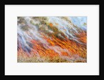 Bushfire Inferno, 2014 by Tilly Willis