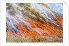 Bushfire Inferno, 2014 by Tilly Willis