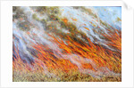 Bushfire Inferno, 2014 by Tilly Willis