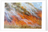 Bushfire Inferno, 2014 by Tilly Willis