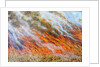 Bushfire Inferno, 2014 by Tilly Willis