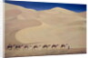 Camel Train 1993 by Tilly Willis