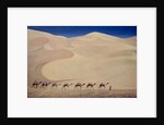 Camel Train 1993 by Tilly Willis