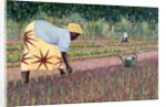 Planting Onions, 2005 by Tilly Willis