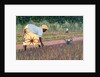 Planting Onions, 2005 by Tilly Willis