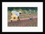 Planting Onions, 2005 by Tilly Willis