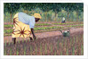 Planting Onions, 2005 by Tilly Willis