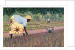 Planting Onions, 2005 by Tilly Willis