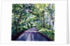 Woodland Road 2017 by Tilly Willis