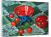 Tomatoes and Pepper by Tilly Willis