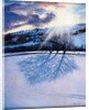 Snow Shadows, 2009 by Tilly Willis