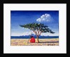 Under the Acacia Tree, 1991 by Tilly Willis