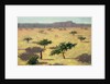 Sahelian Landscape, Mali, 1991 by Tilly Willis