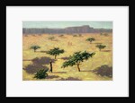 Sahelian Landscape, Mali, 1991 by Tilly Willis