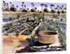 The Women's Garden, Senegal, West Africa, 1997 by Tilly Willis