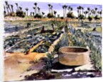 The Women's Garden, Senegal, West Africa, 1997 by Tilly Willis