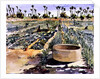 The Women's Garden, Senegal, West Africa, 1997 by Tilly Willis