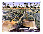 The Women's Garden, Senegal, West Africa, 1997 by Tilly Willis