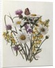 Knapweed, Ox-eye Daisy and Toad Flax by Ursula Hodgson