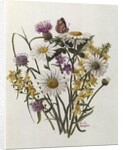 Knapweed, Ox-eye Daisy and Toad Flax by Ursula Hodgson