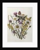 Knapweed, Ox-eye Daisy and Toad Flax by Ursula Hodgson