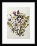 Knapweed, Ox-eye Daisy and Toad Flax by Ursula Hodgson