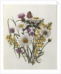 Knapweed, Ox-eye Daisy and Toad Flax by Ursula Hodgson