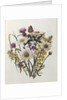 Knapweed, Ox-eye Daisy and Toad Flax by Ursula Hodgson