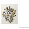 Knapweed, Ox-eye Daisy and Toad Flax by Ursula Hodgson