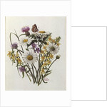 Knapweed, Ox-eye Daisy and Toad Flax by Ursula Hodgson