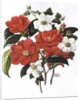 Camellia Adolf Audusson by Ursula Hodgson