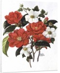 Camellia Adolf Audusson by Ursula Hodgson