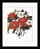 Camellia Adolf Audusson by Ursula Hodgson