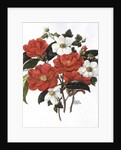 Camellia Adolf Audusson by Ursula Hodgson