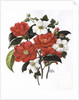 Camellia Adolf Audusson by Ursula Hodgson