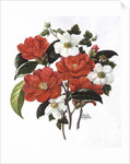 Camellia Adolf Audusson by Ursula Hodgson