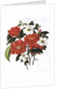 Camellia Adolf Audusson by Ursula Hodgson