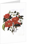 Camellia Adolf Audusson by Ursula Hodgson