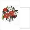 Camellia Adolf Audusson by Ursula Hodgson