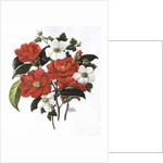 Camellia Adolf Audusson by Ursula Hodgson