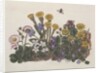 Purple and White Violets, Daisy, Celandine and Forget-me-not by Ursula Hodgson